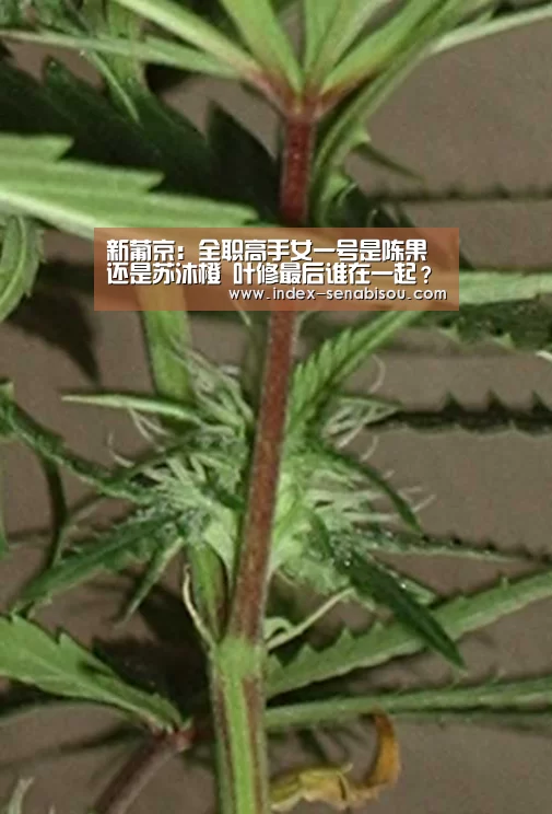 新葡京